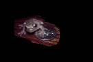 frog tv