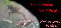 I'm an African Dwarf Frog!