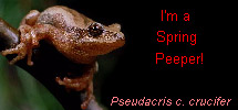 I'm a Spring Peeper!