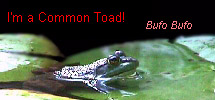 I'm a Common Toad!