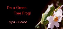 I'm a Green Tree Frog!