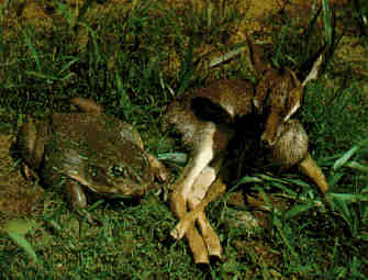 Goliath Toad