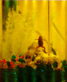 dwarf frog in tank