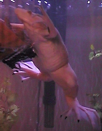 full-grown Albino Clawed frog