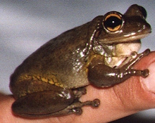 Cuban Tree Frog