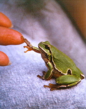 Green Tree frog