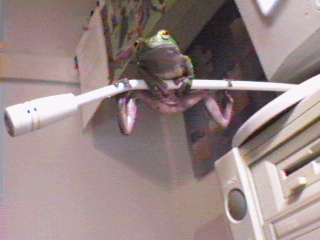 hanging frog