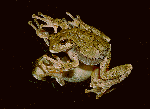 Frog on a mirror (Beautiful photo! WORTH THE WAIT!!!)