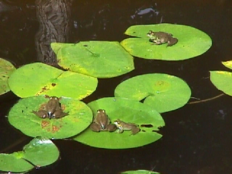 Terri's pond