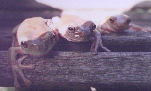 One, two, three frogs!