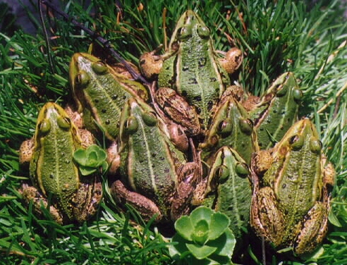 8 frogs