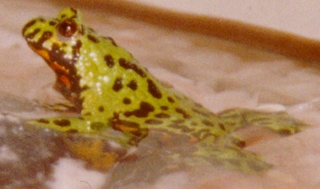 Sticky the Firebellied Toad!