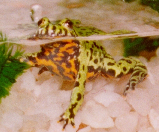 Sticky the Firebellied Toad!