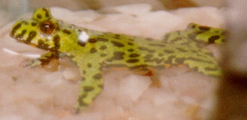 Sticky the Firebellied Toad!