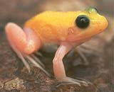 albino green frog