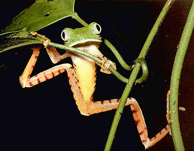 [Barred Leaf Frog]