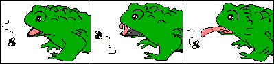 [frog eats]