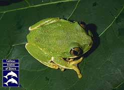 [Green Ornate treefrog]