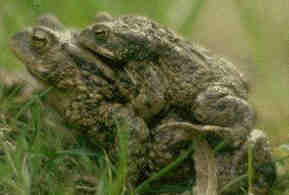 [toads mating]